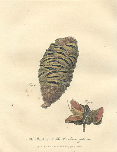 Banksia spinulosa